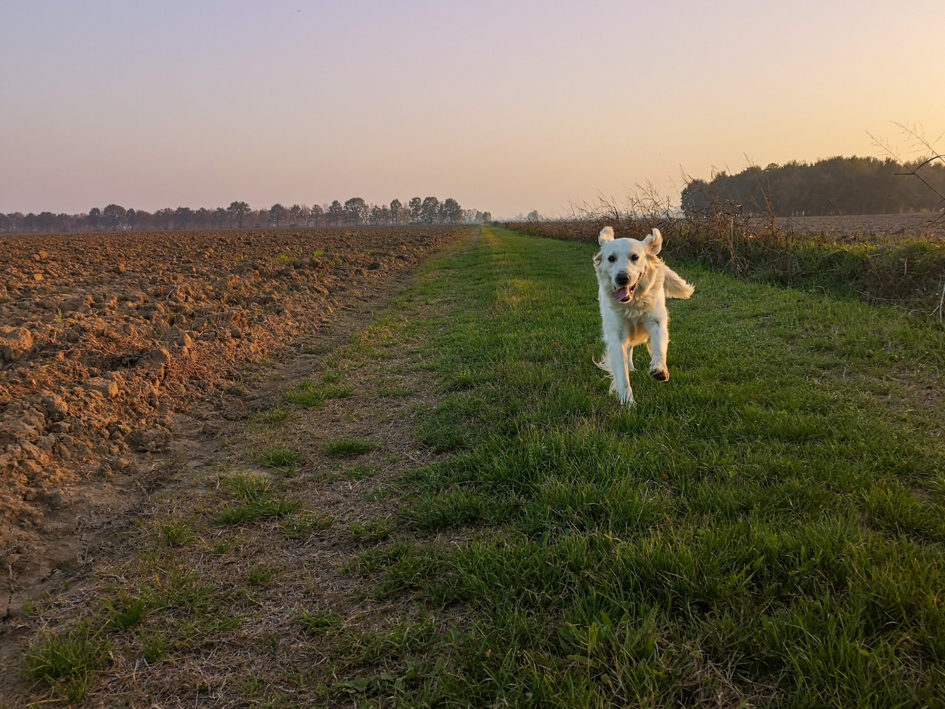 Find dogs the perfect home