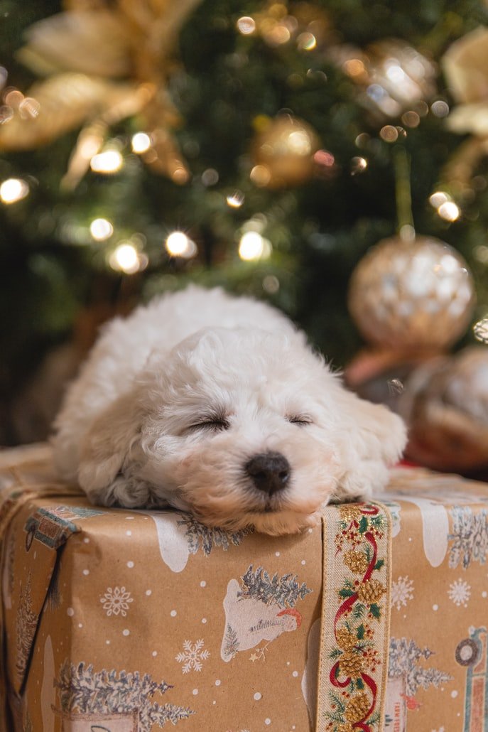 Should you buy a puppy as a Christmas gift?