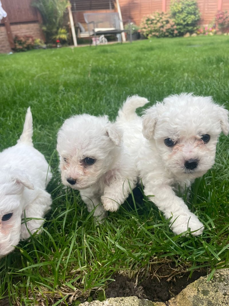 Find the perfect puppy for sale