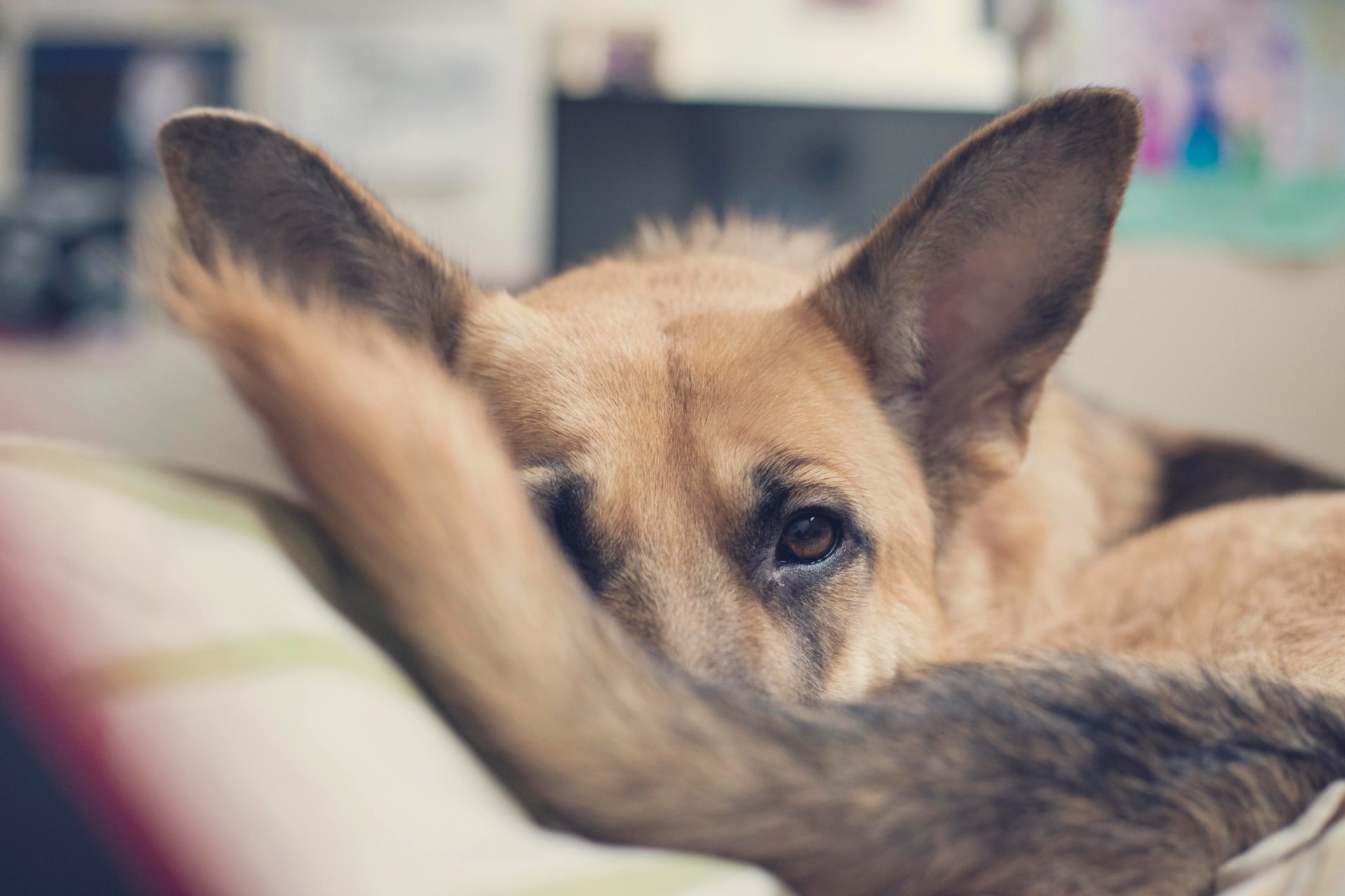 how to keep dogs calm during fireworks