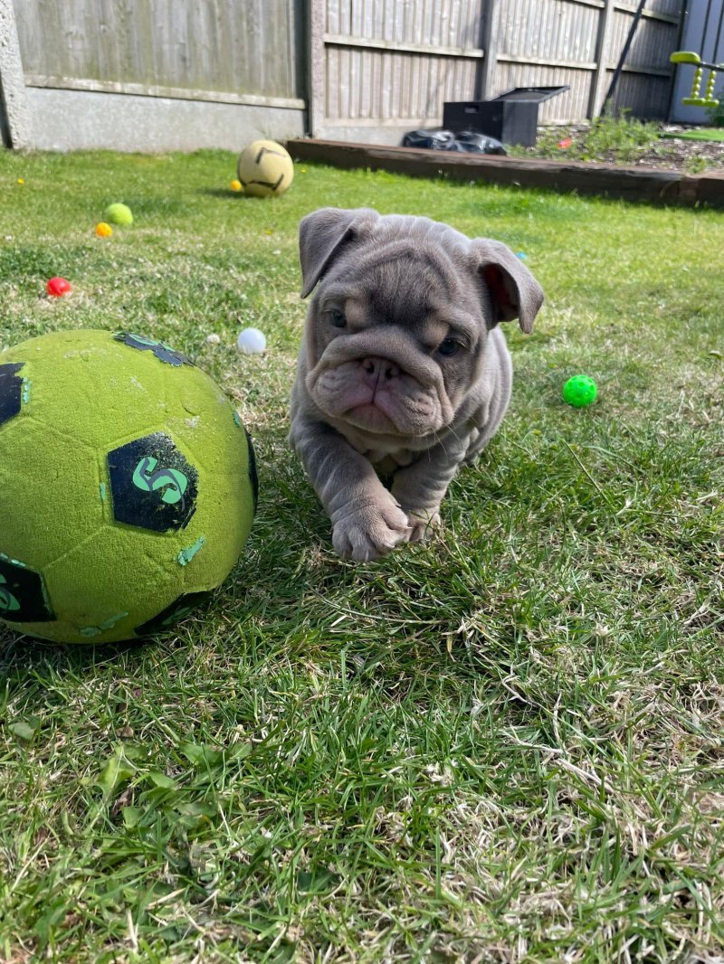 English Bulldogs are friendly