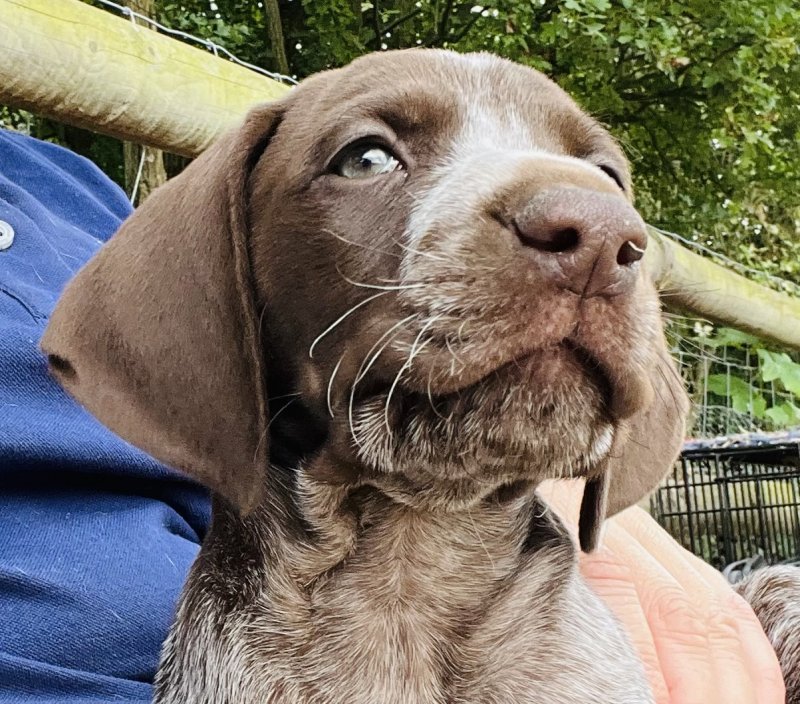 German Shorthaired Pointers