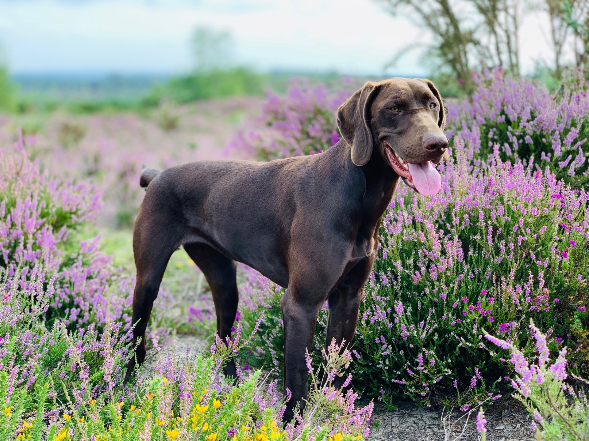 German Shorthaired Dog