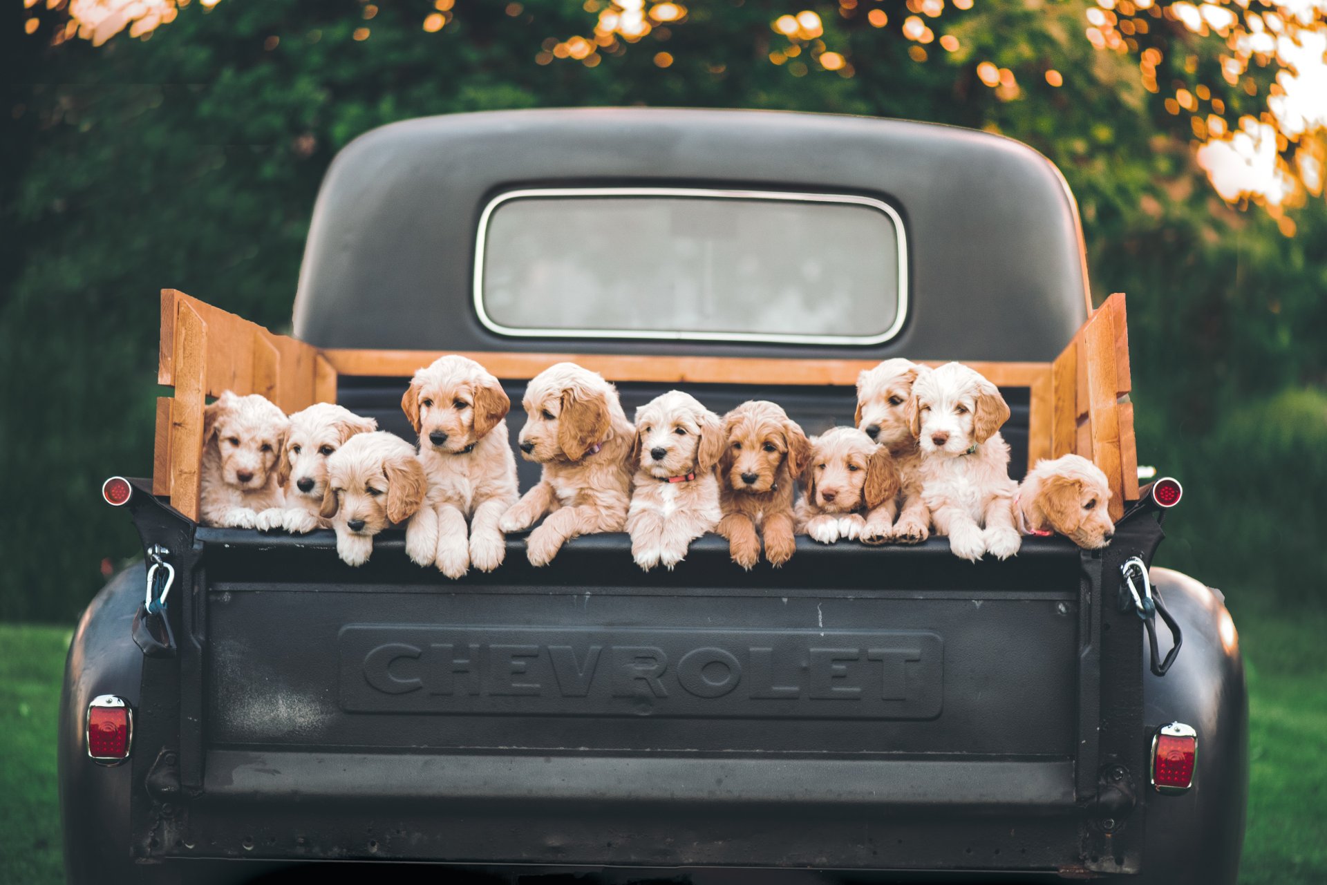 car travelling socialisation for puppies