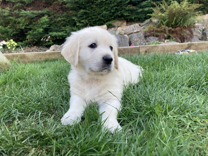 Golden Retriever puppy