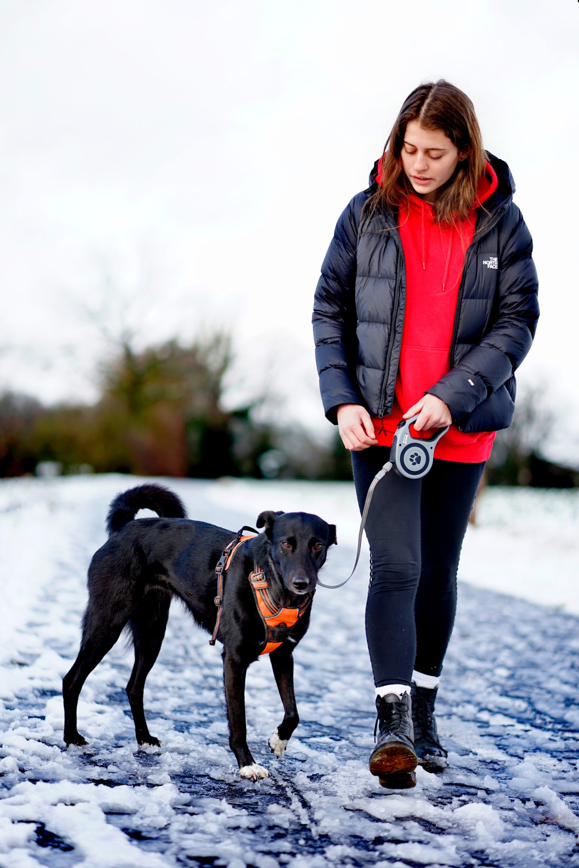 Dog walking tips for cold weather