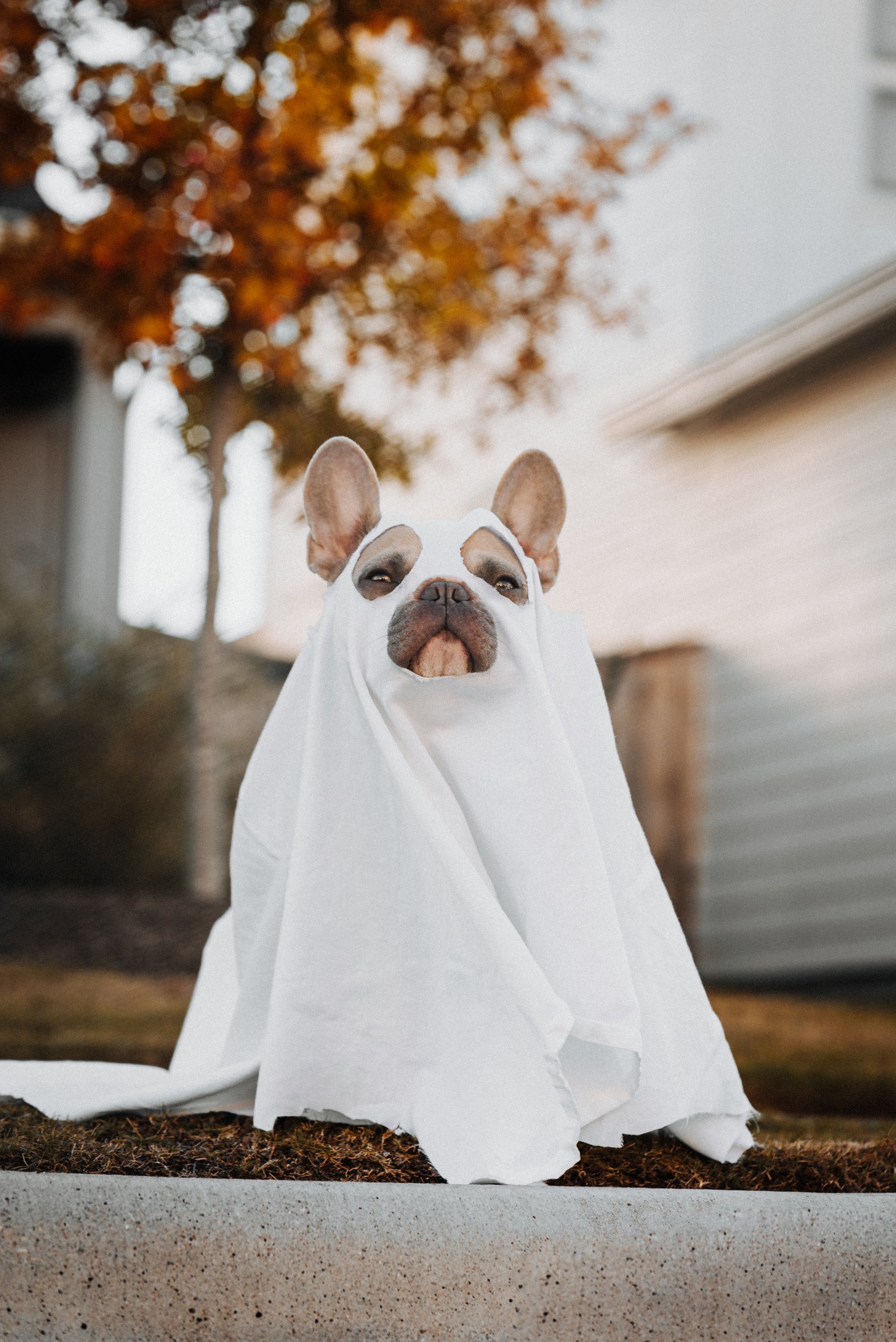 Halloween dog costume ghost