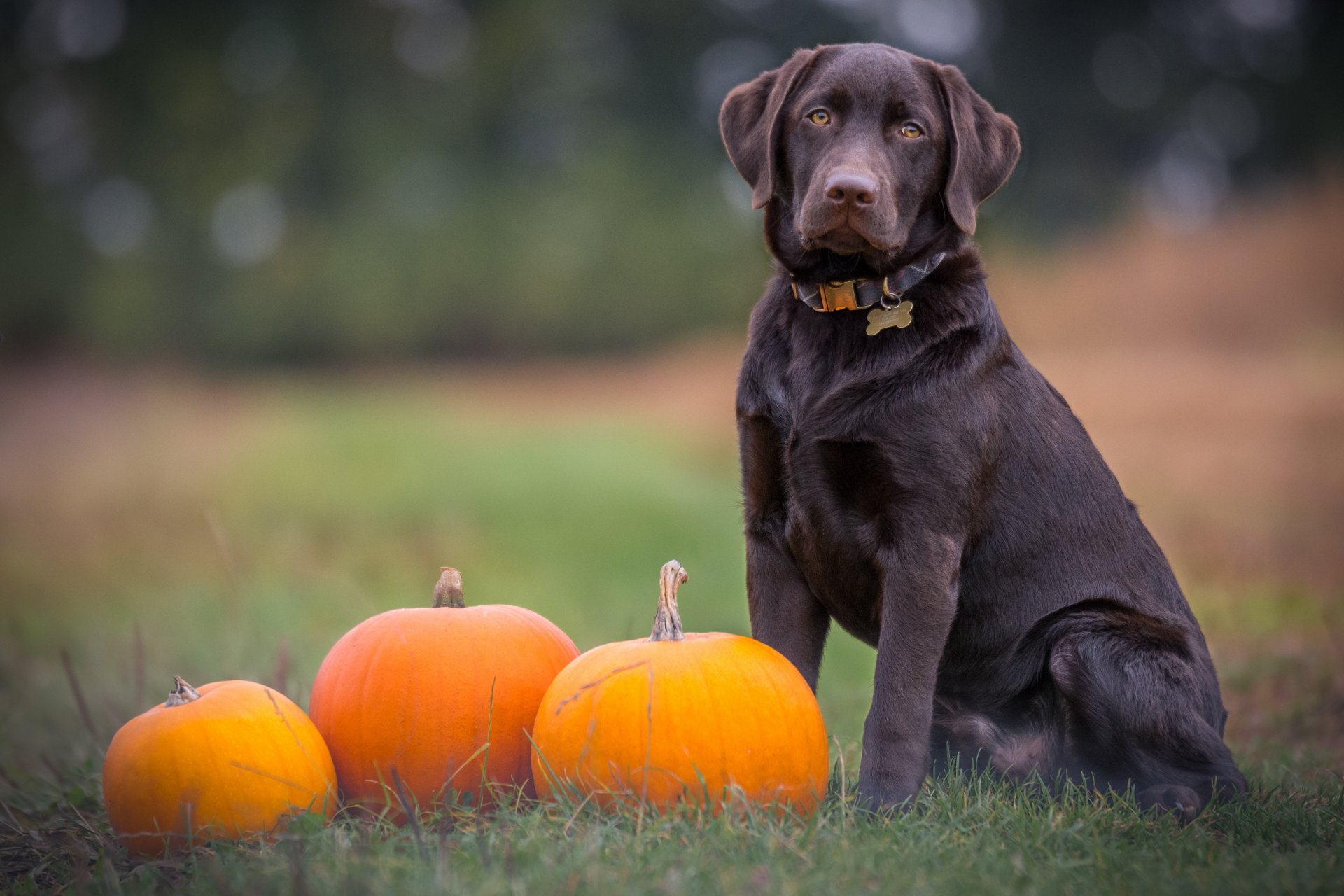 Halloween pumpkins - dog safety on Halloween