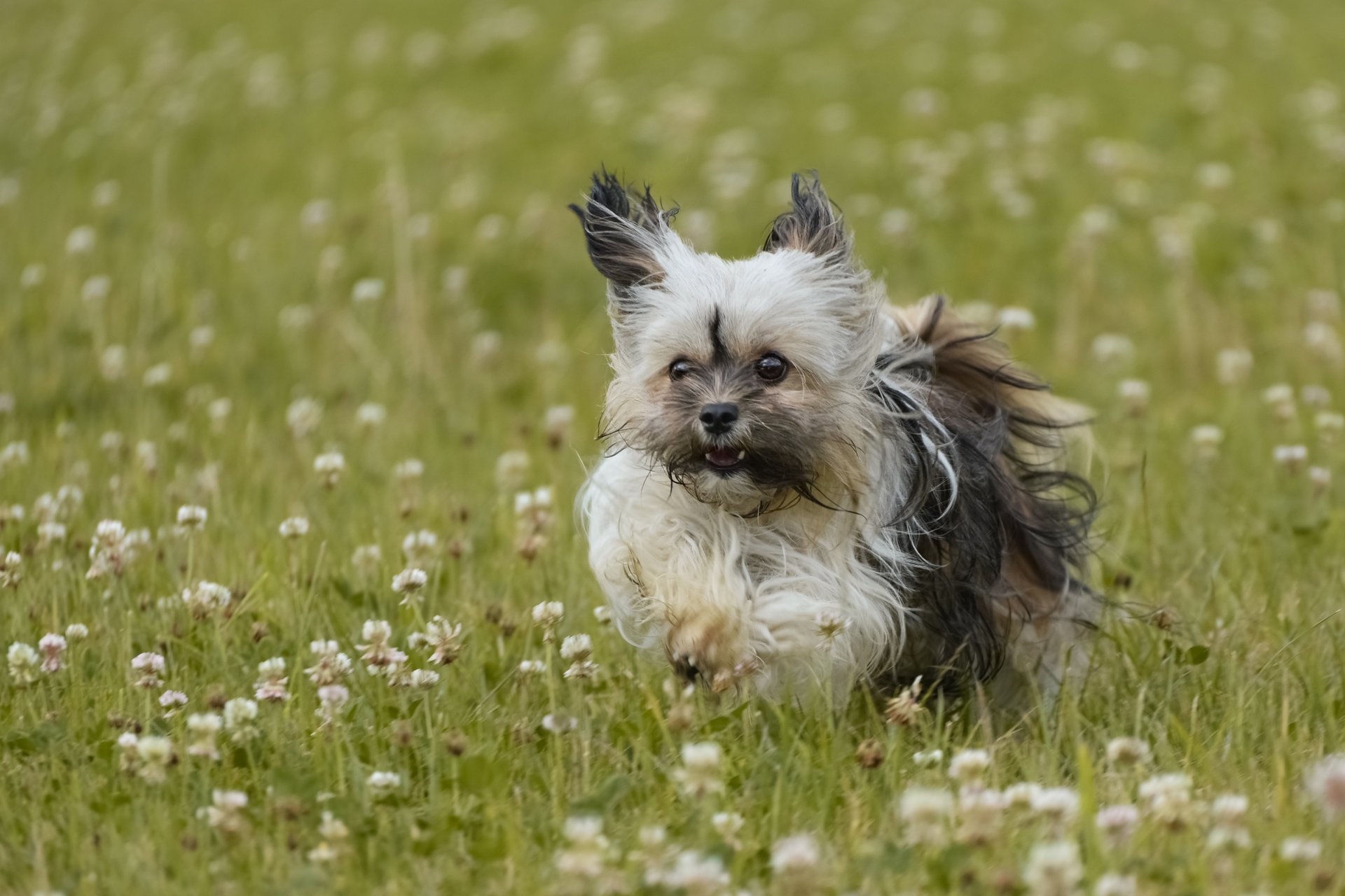 Havanese Dog Running - energetic small dog breed