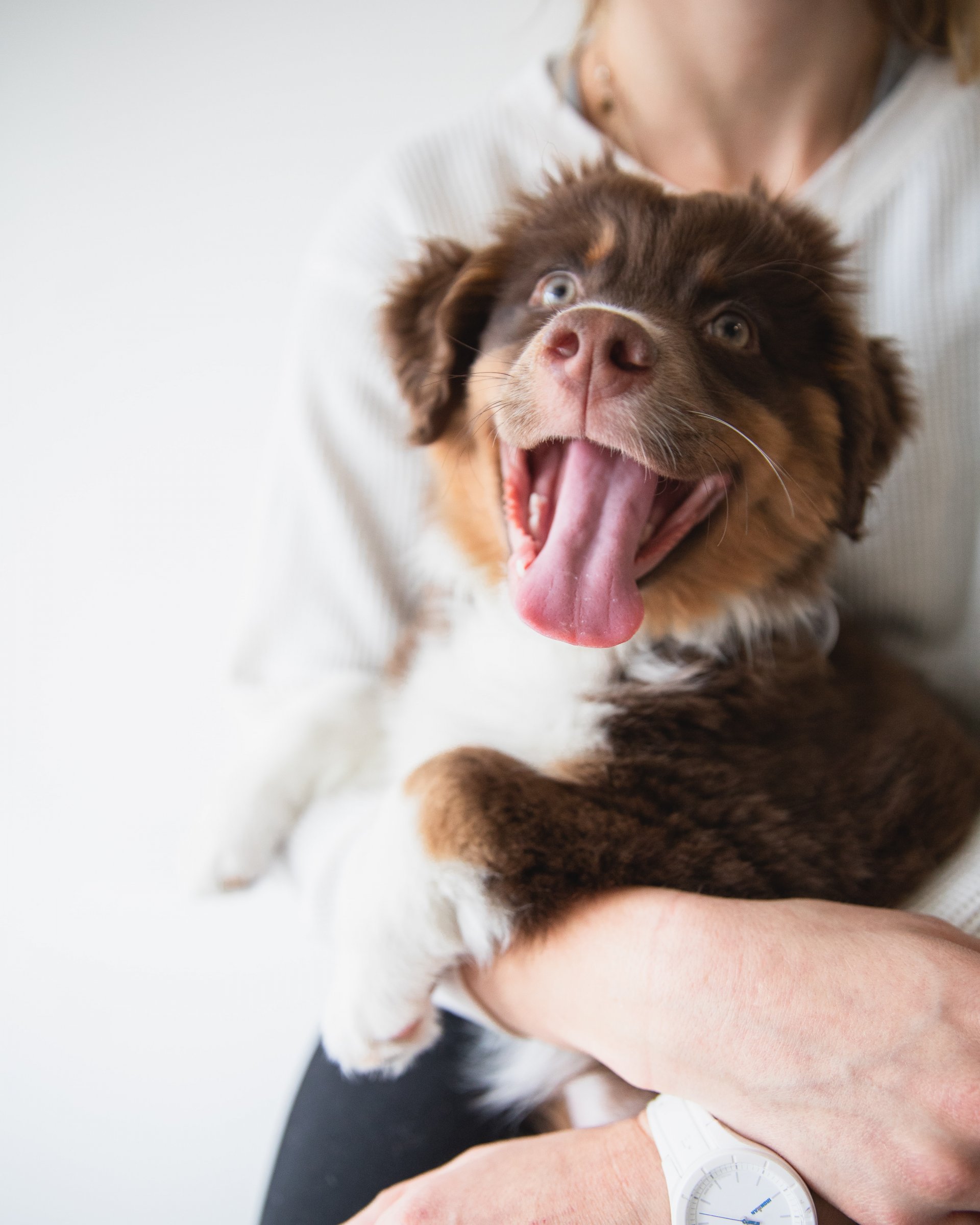 Great puppy advert photo