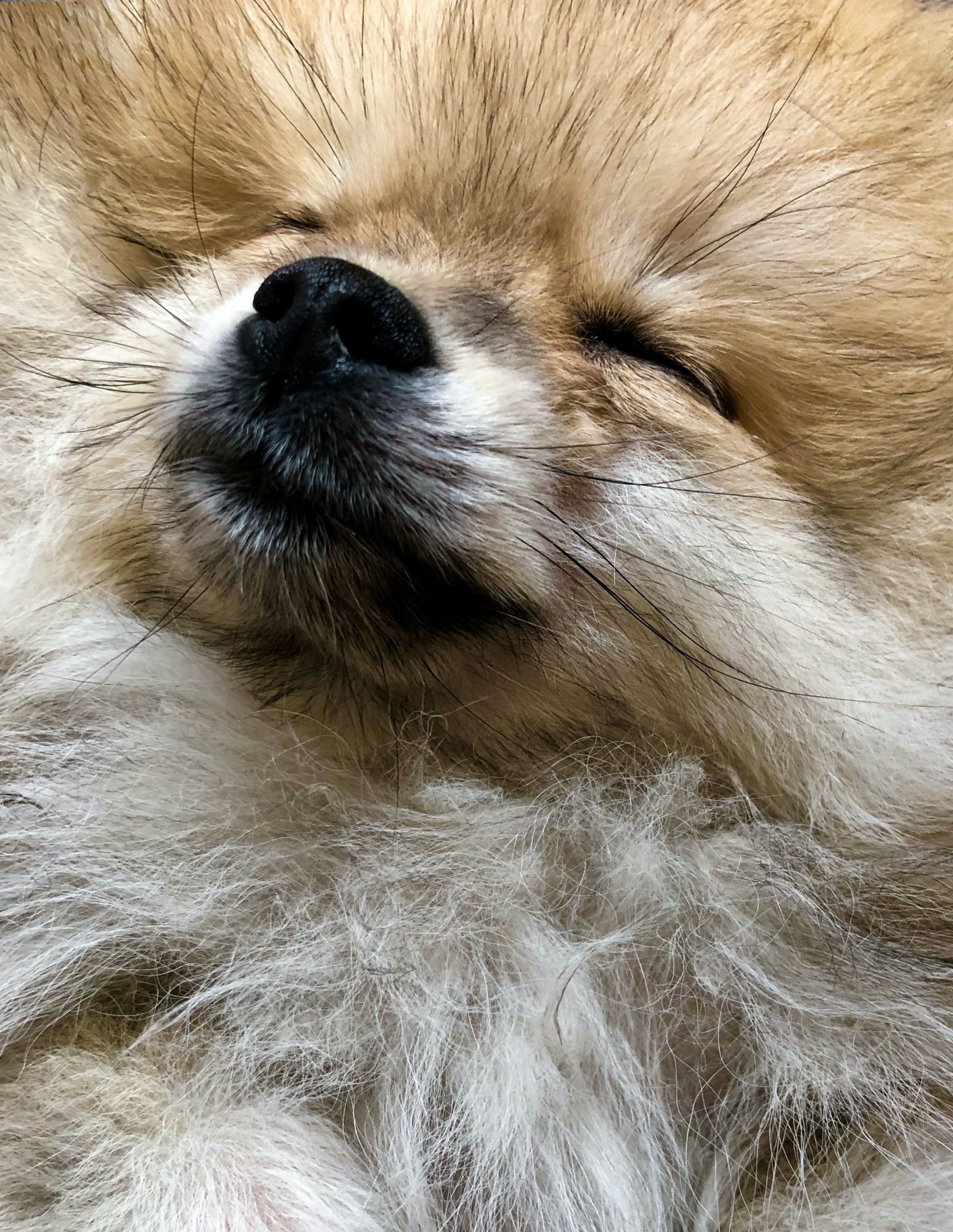 How to deal with dogs shedding Forever Puppy