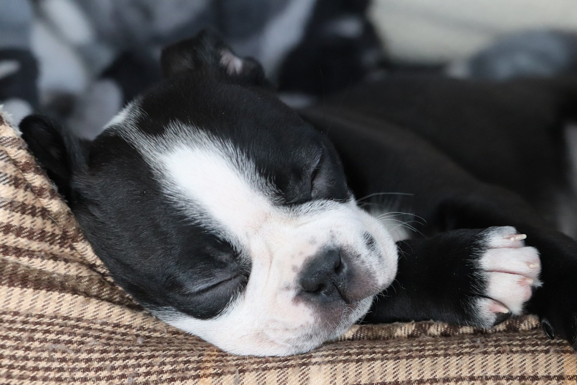 Puppy sleeping through the night