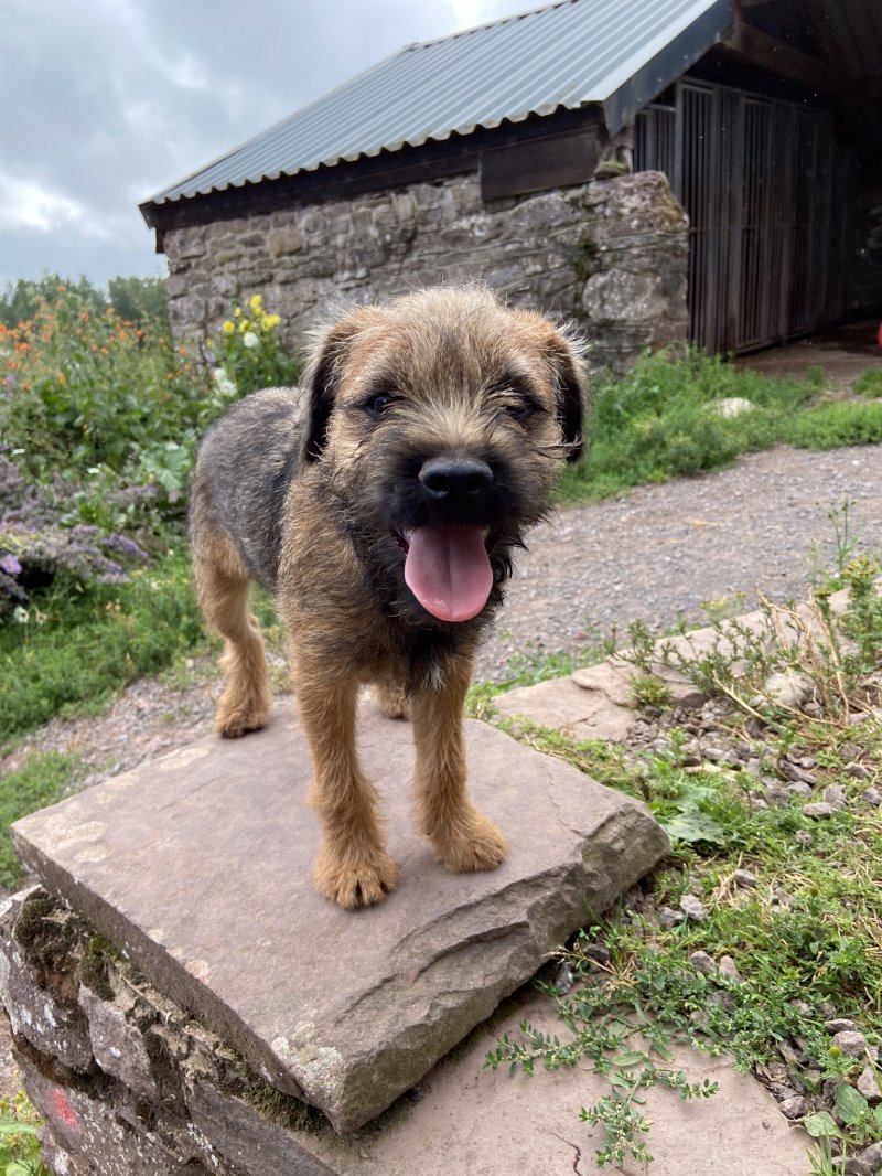 Border Terrier's personality - active, lively and energetic