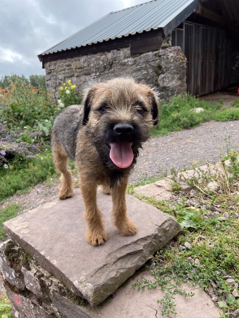 can you trim a border terrier