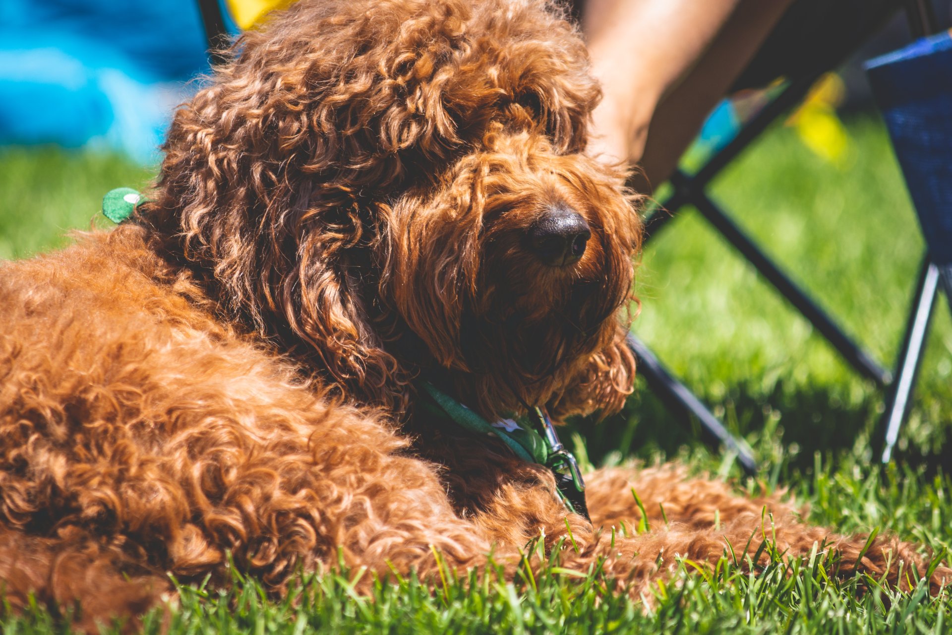 picnic things for dogs