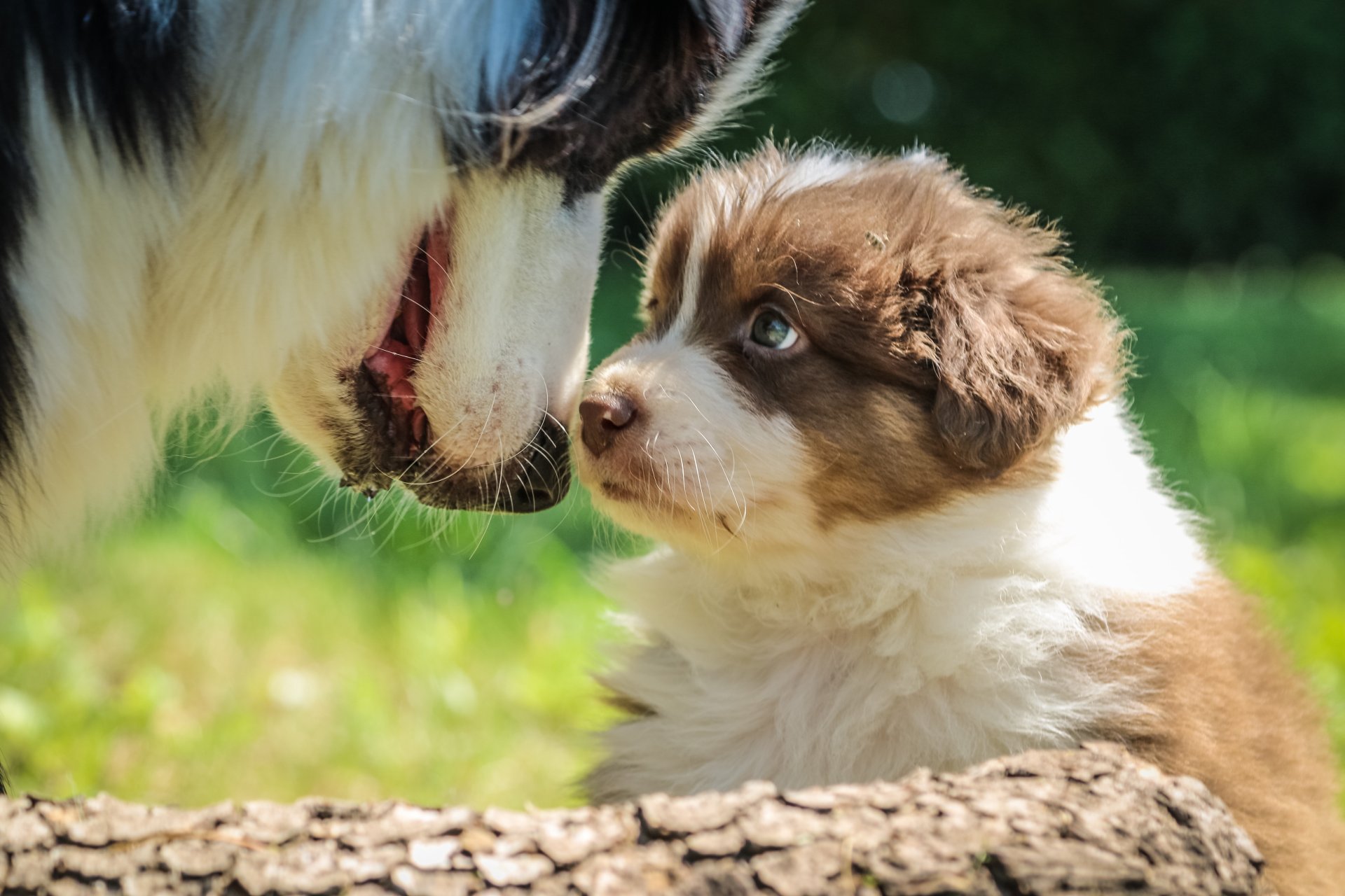 Introducing a puppy to an existing dog