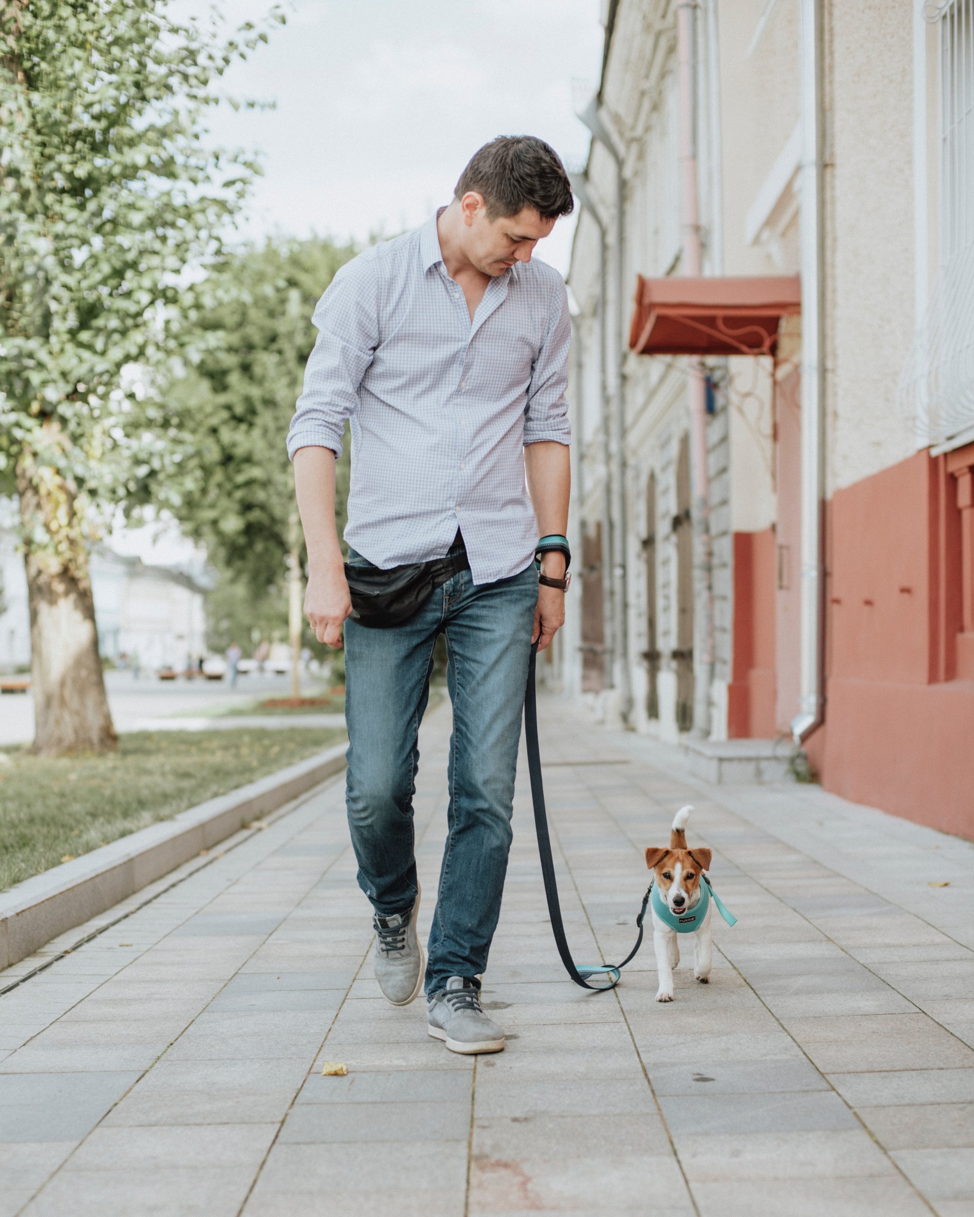 dog walking with a slack leash