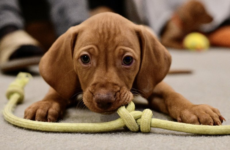 Hungarian Vizsla puppy