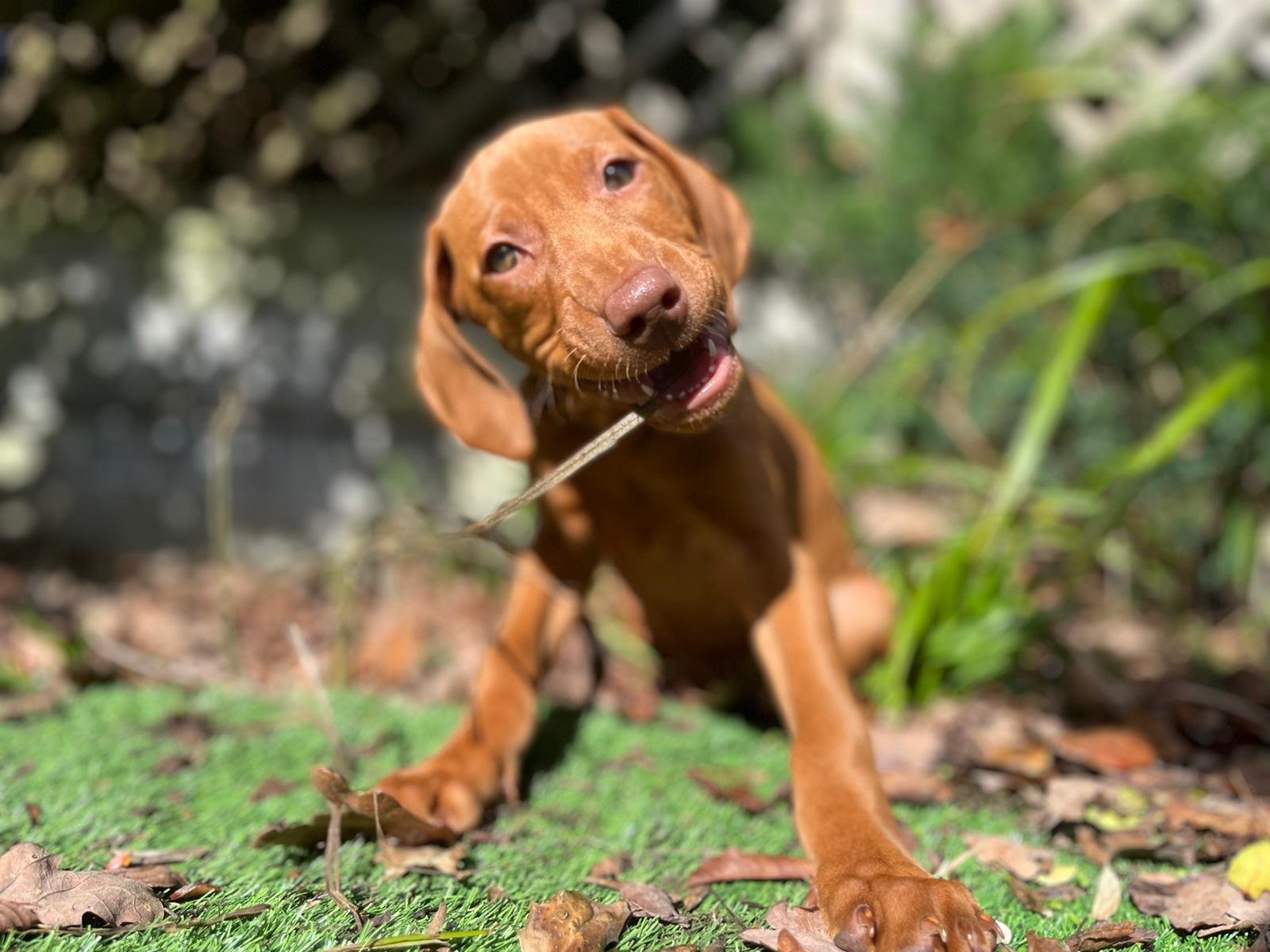 Hungarian Vizsla dog training