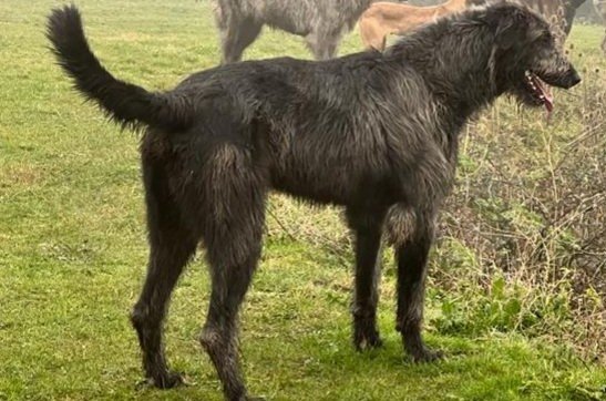 Irish Wolfhound