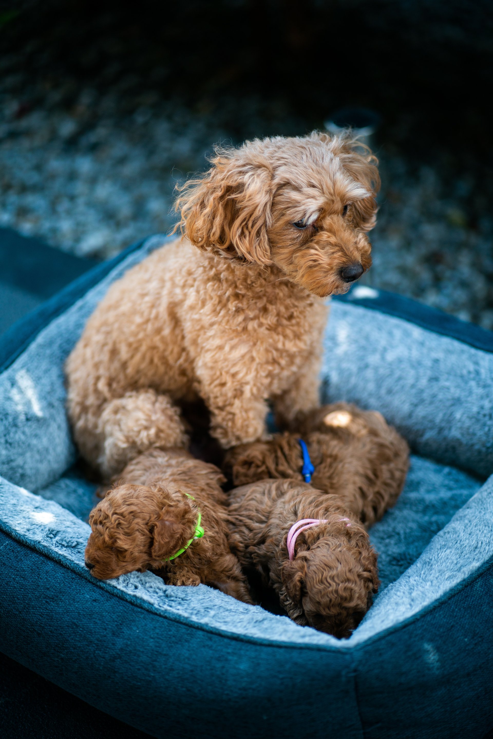 dog breeding