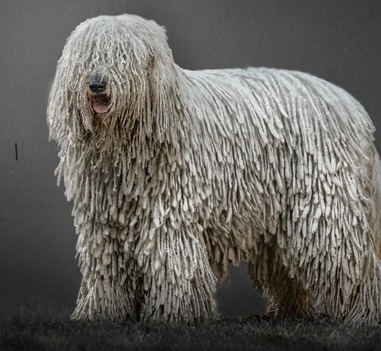 Komondor dog