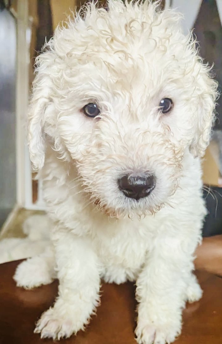 Komondor dog - rare dog breeds