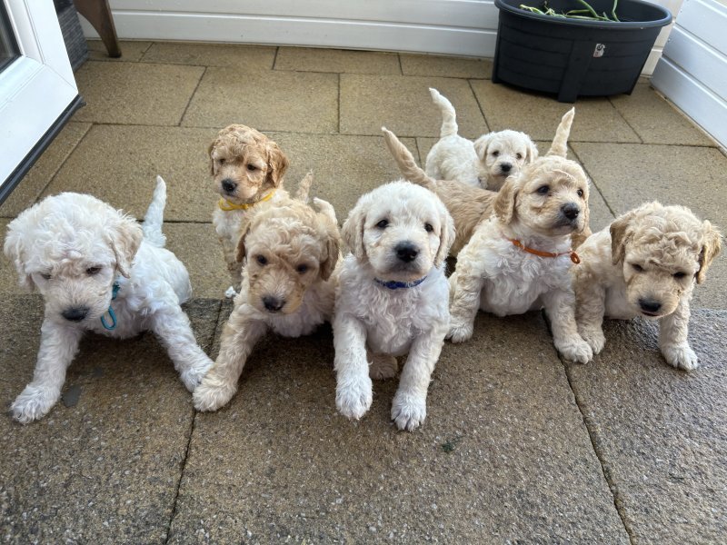 Labradoodle puppy