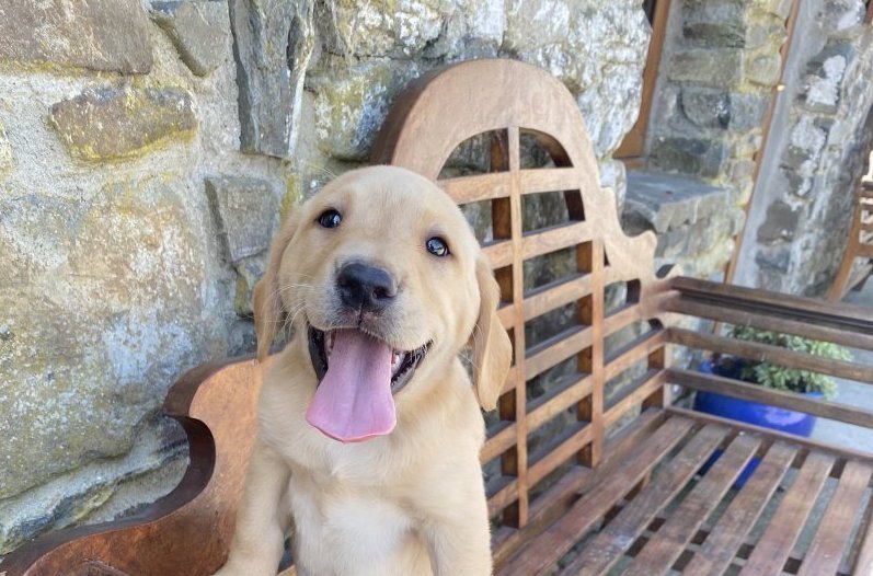 Labrador puppy