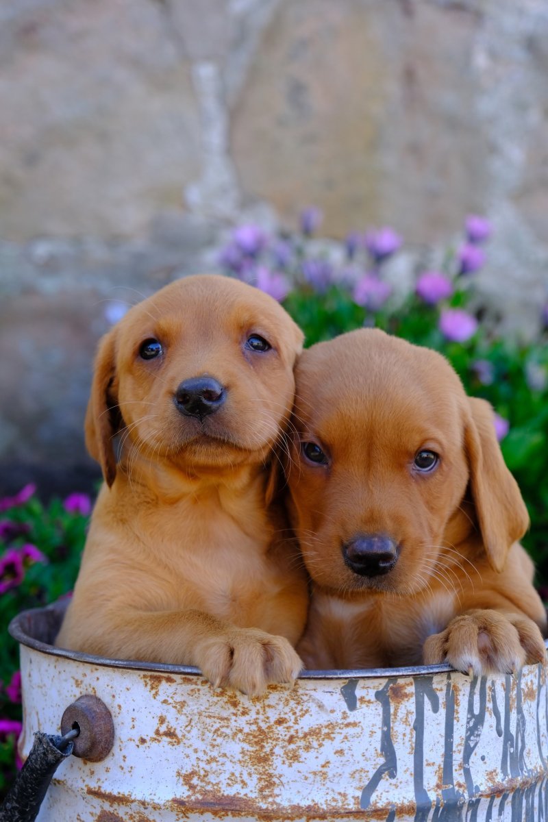 Labrador Retriever is one of the friendliest dog breeds