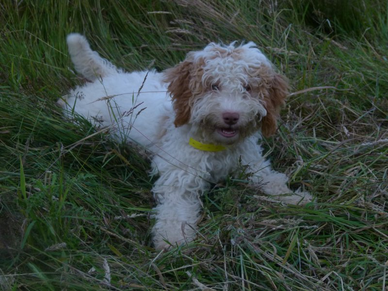 Lagotta Romagnolo bear looking dog