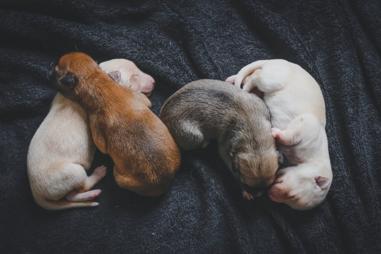 Litter of young puppies