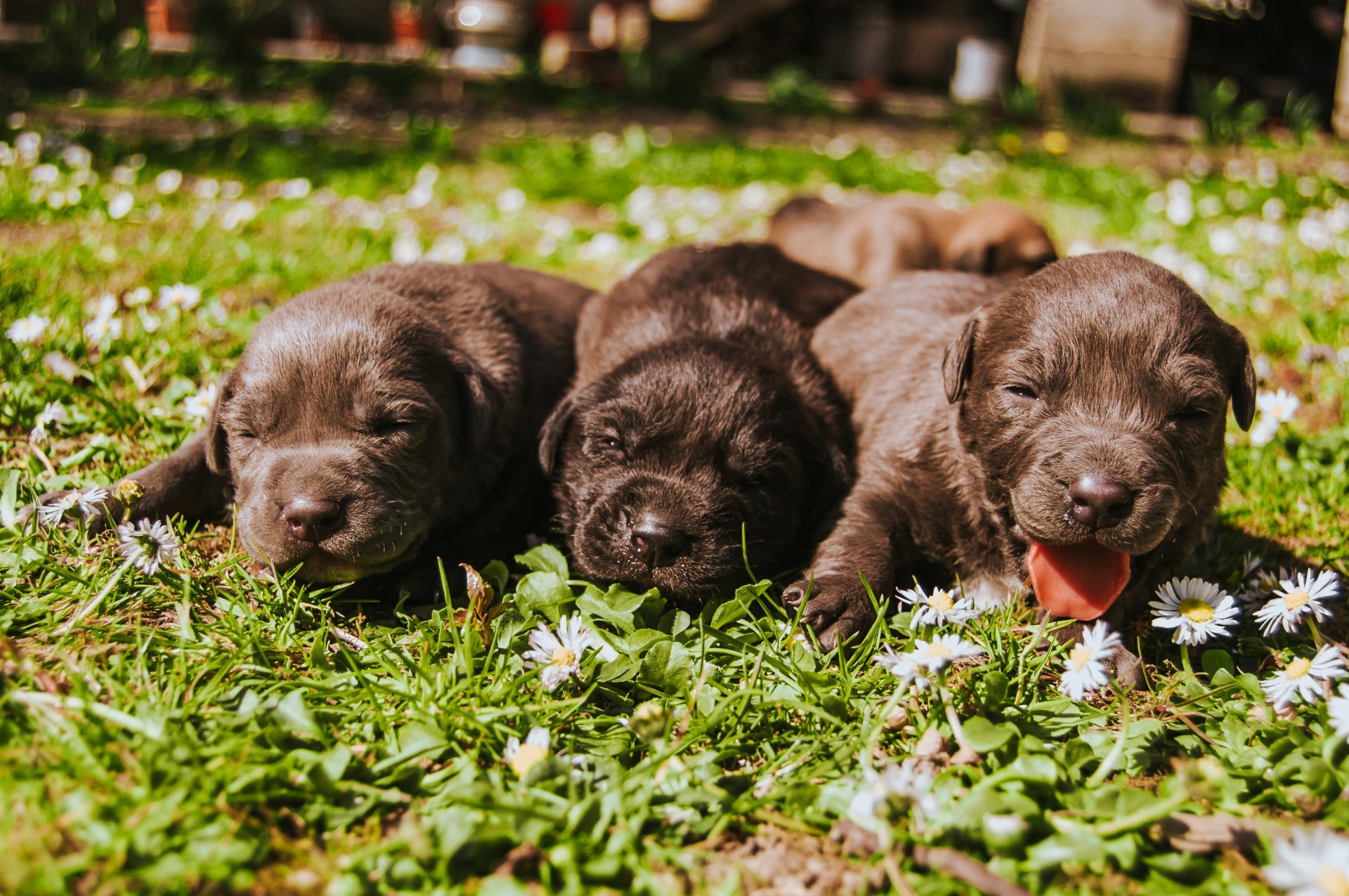 Litter of puppies