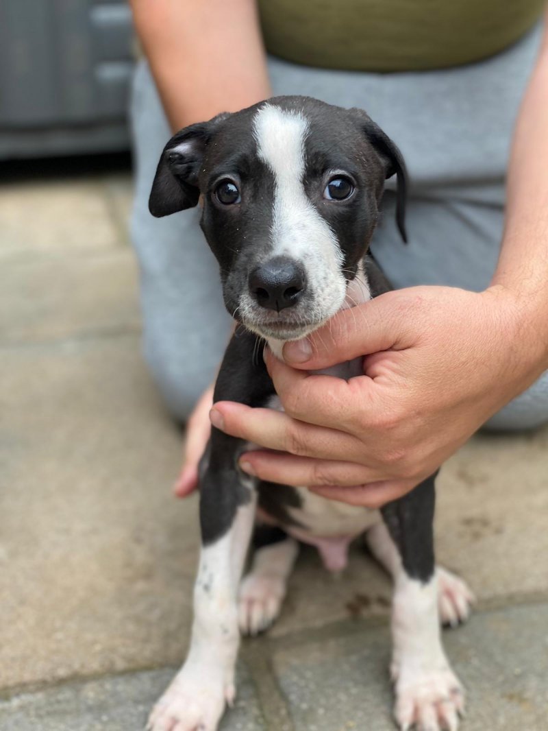 Whippet cross lurcher puppies shop for sale