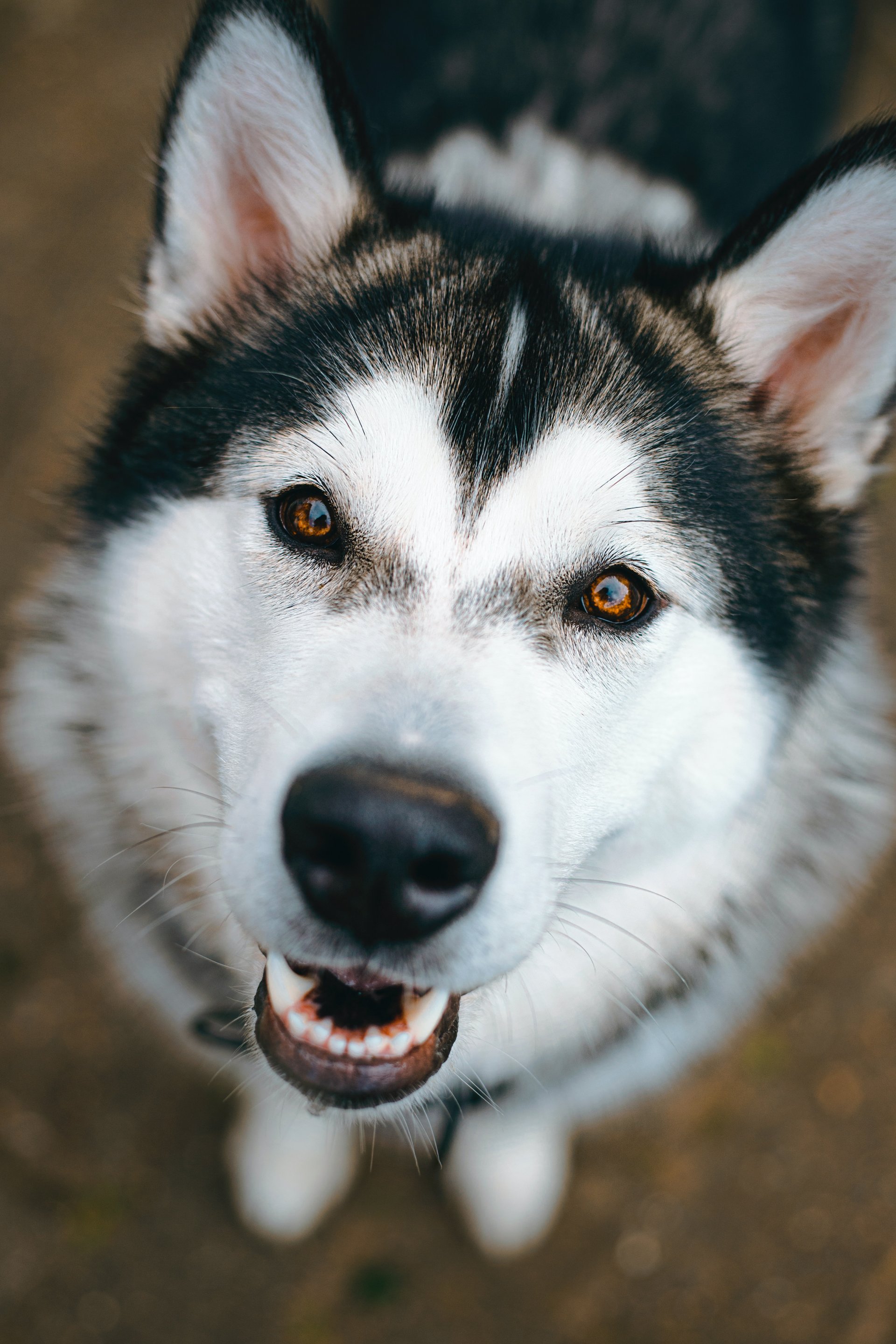 Alaskan Malamute temperament