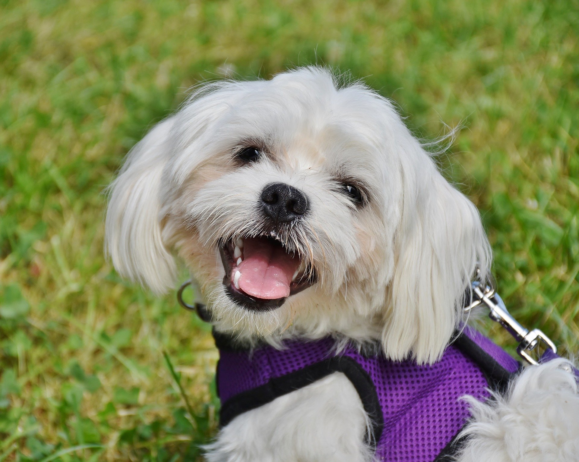 Maltese dogs make good companions