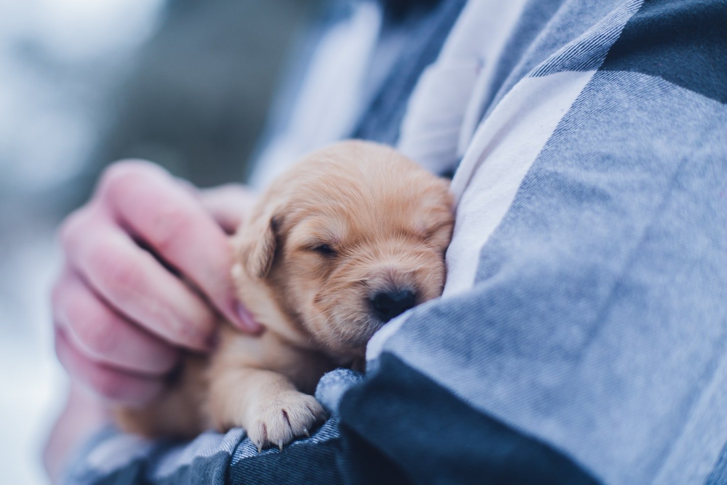 early puppy socialisation