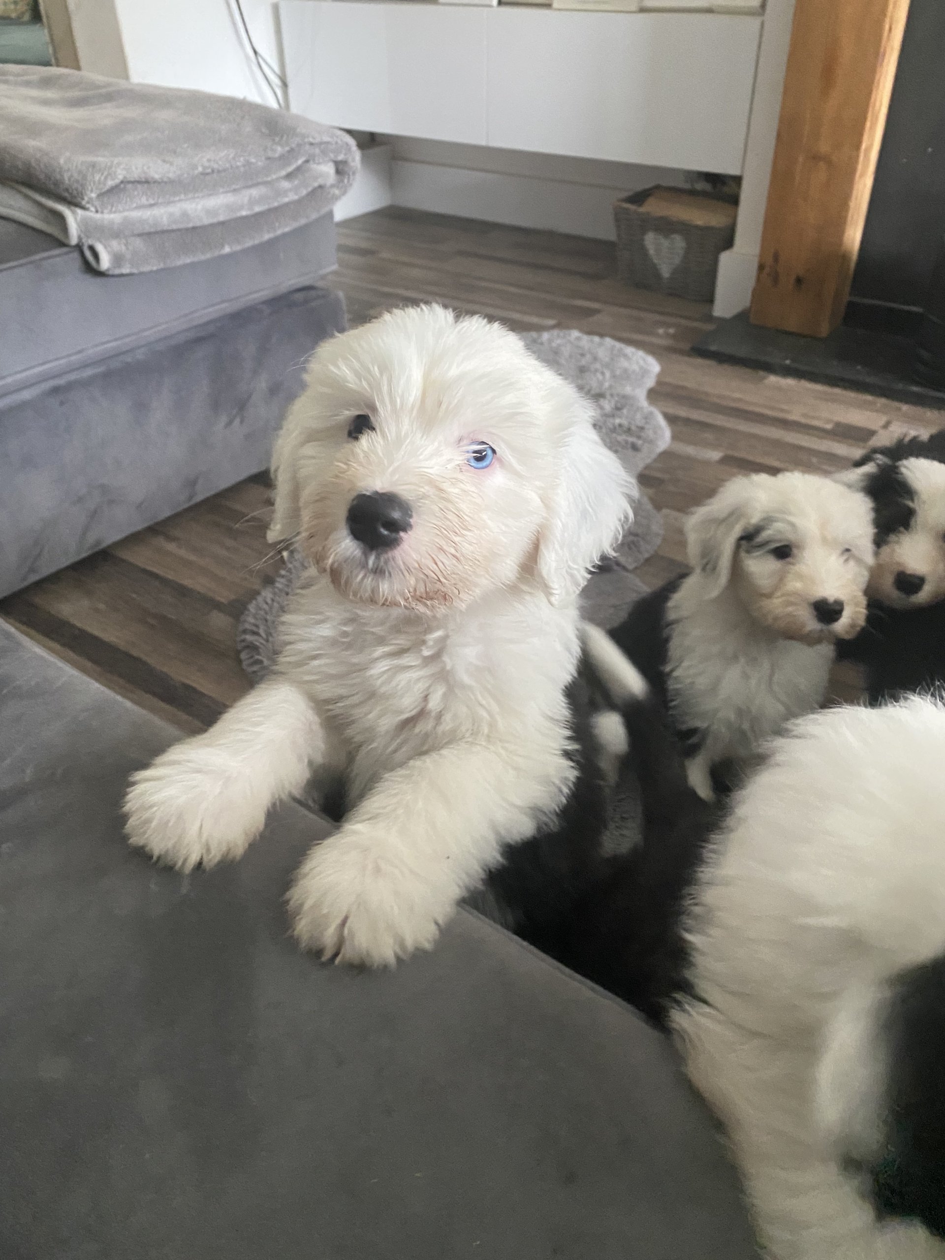 THIS DOG! <3  Old english sheepdog, English sheepdog, Old english