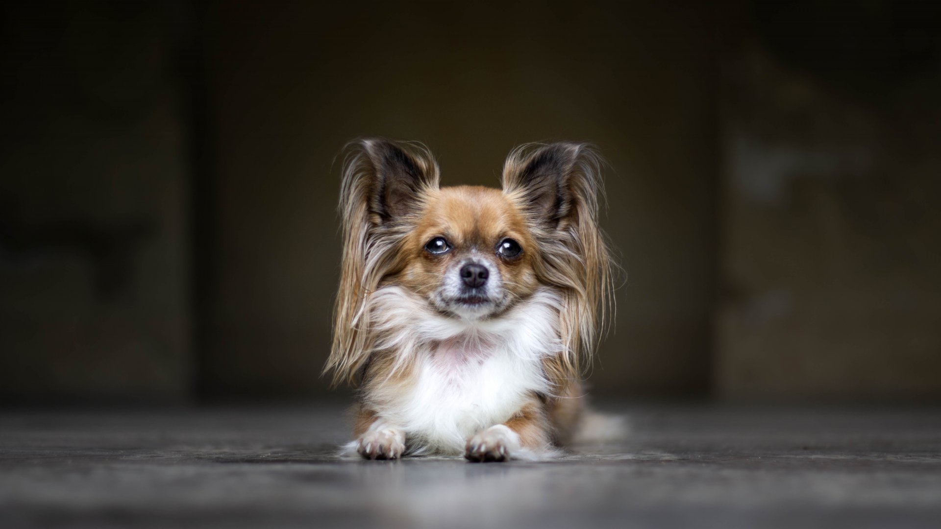 Papillon dog breeds