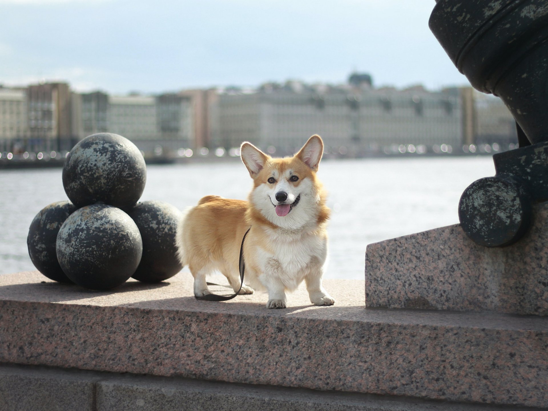 Smallest discount corgi breed