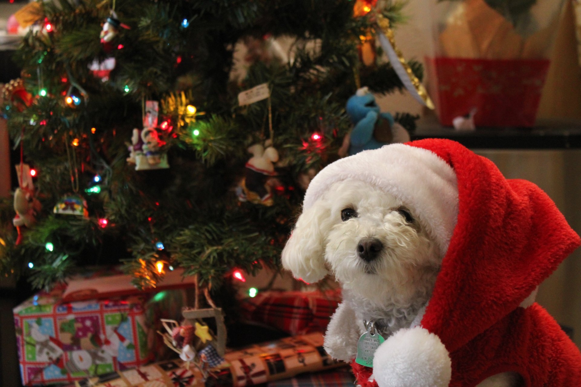 Pet present safety at Christmas