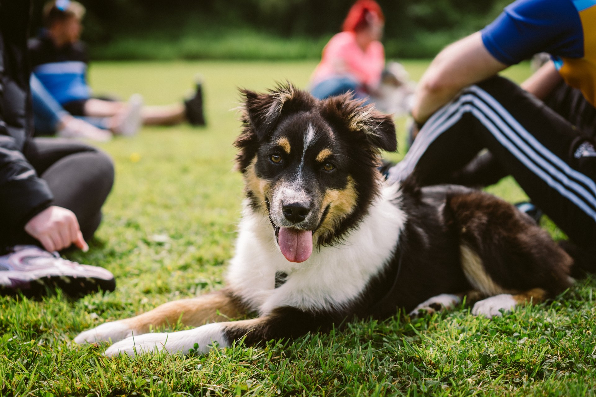 dog picnic tips