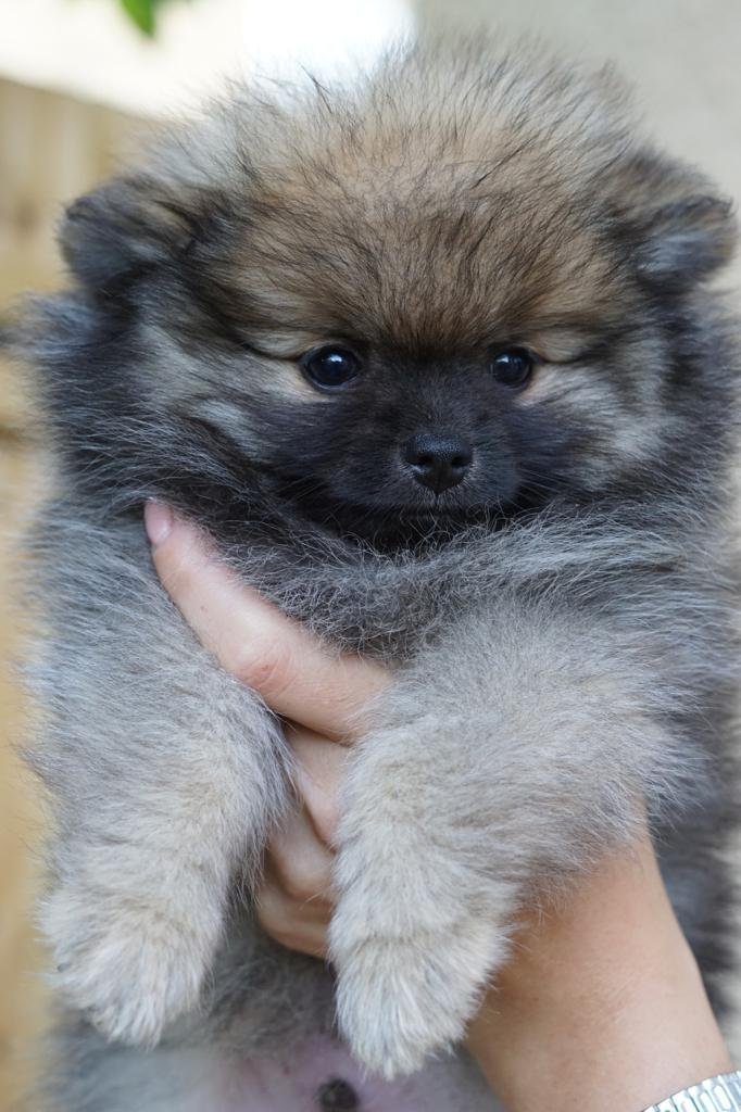 Pomeranian teddy bear dog
