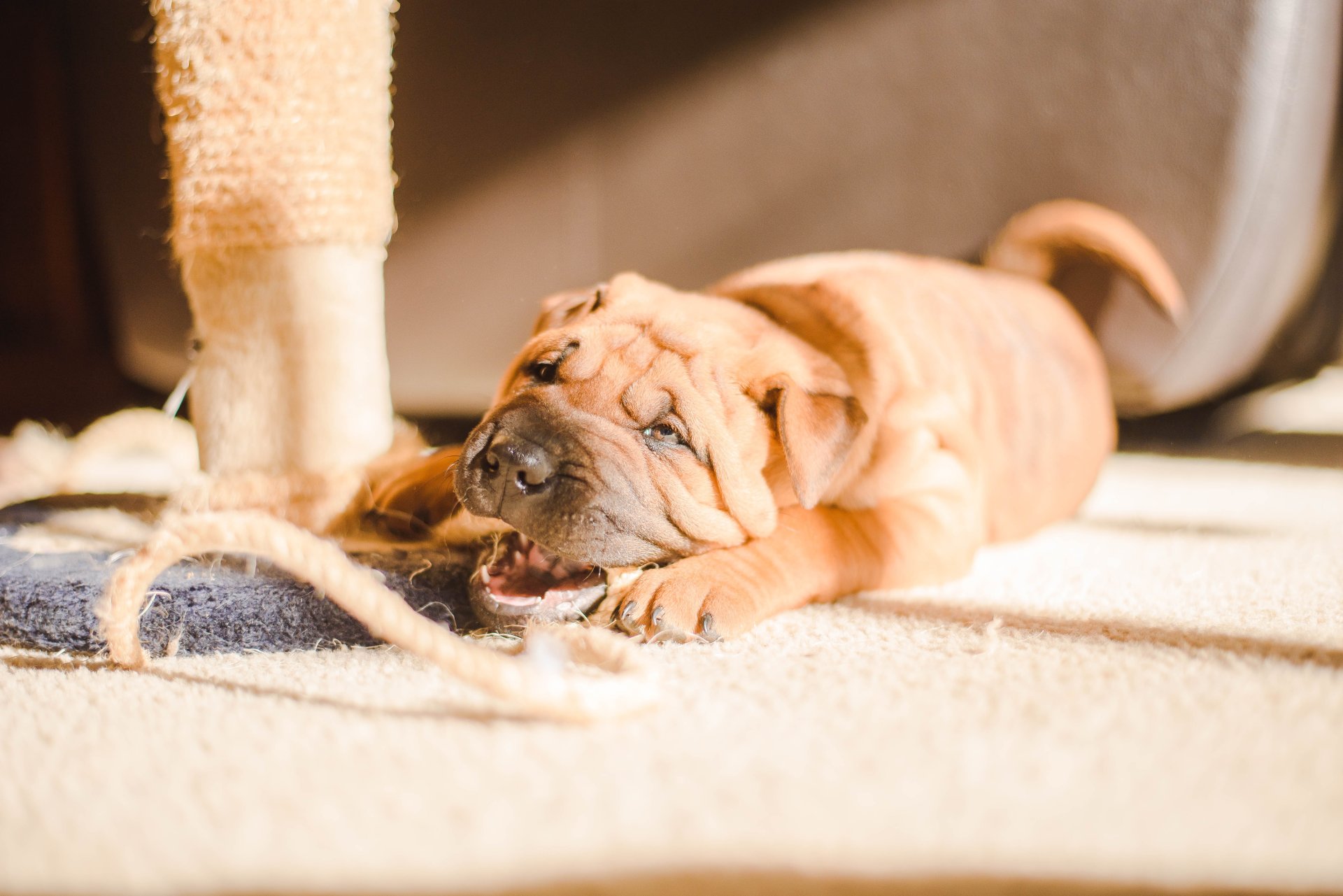 tips to stop your dogs from chewing