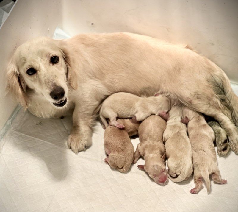 Lethargic newborn puppy cheap