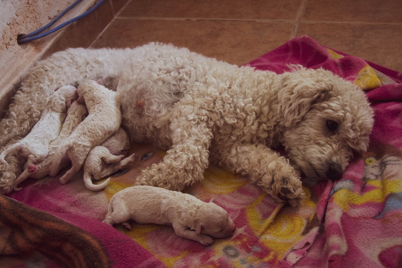 Puppies feeding from their mother