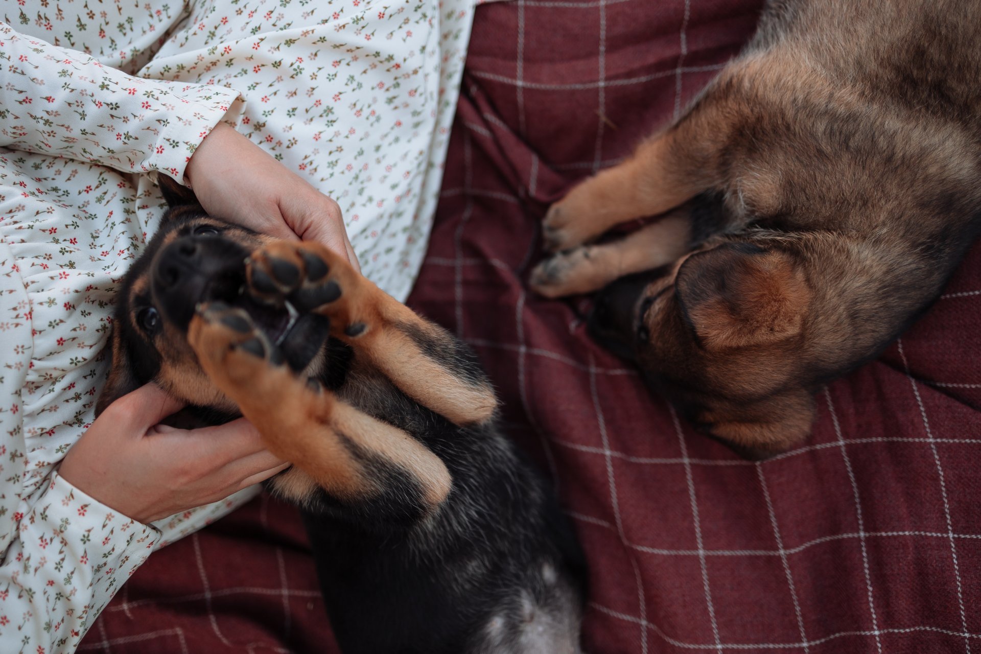 puppy play date