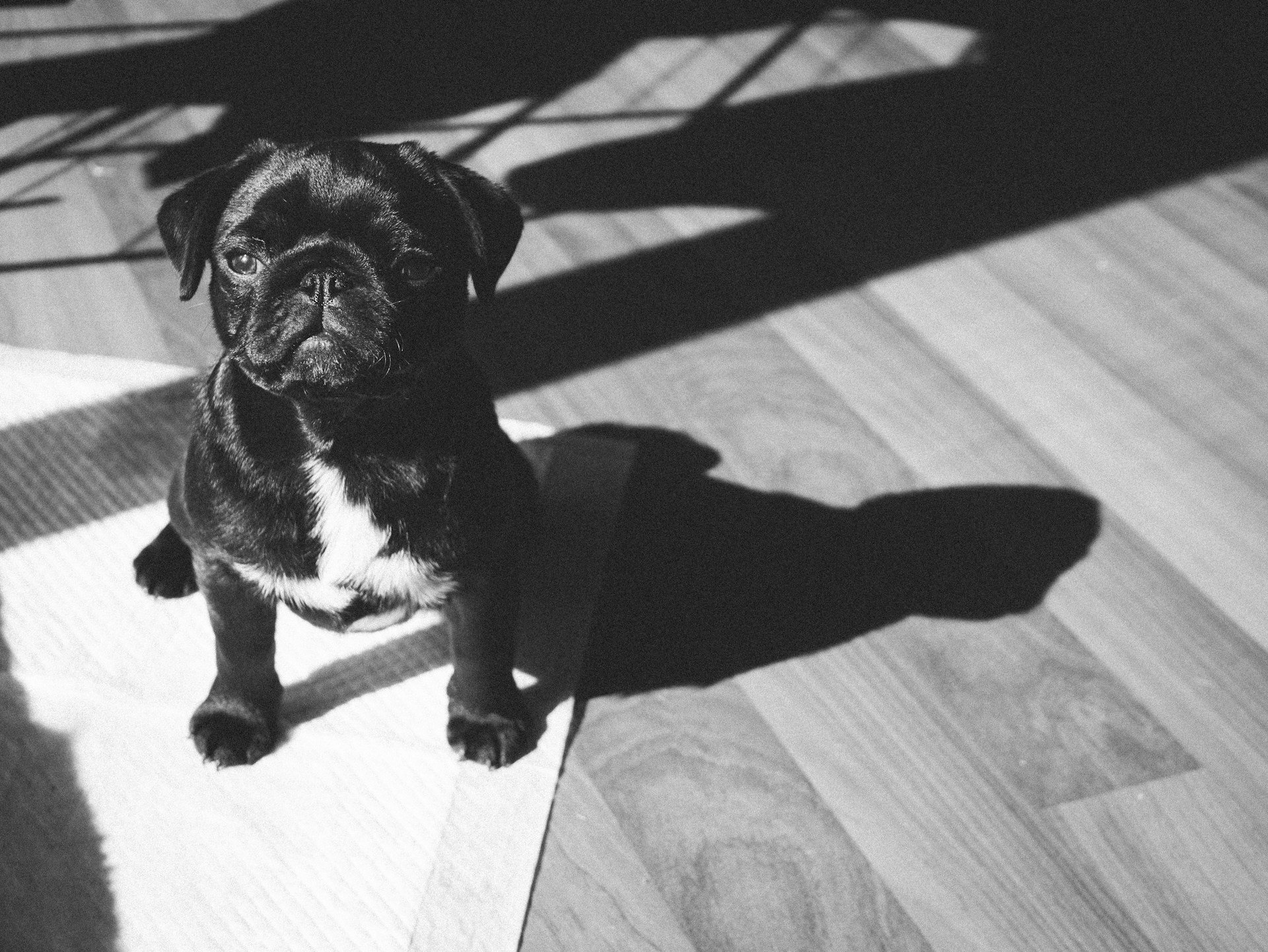 Puppy Toilet training. A Black pug on a puppy pee pad