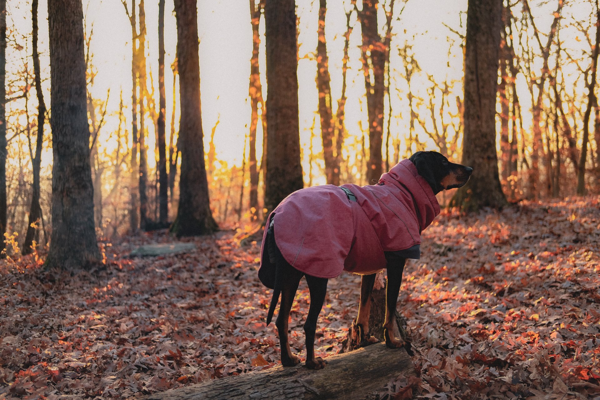 Cold weather walks - dress your dog in a coat
