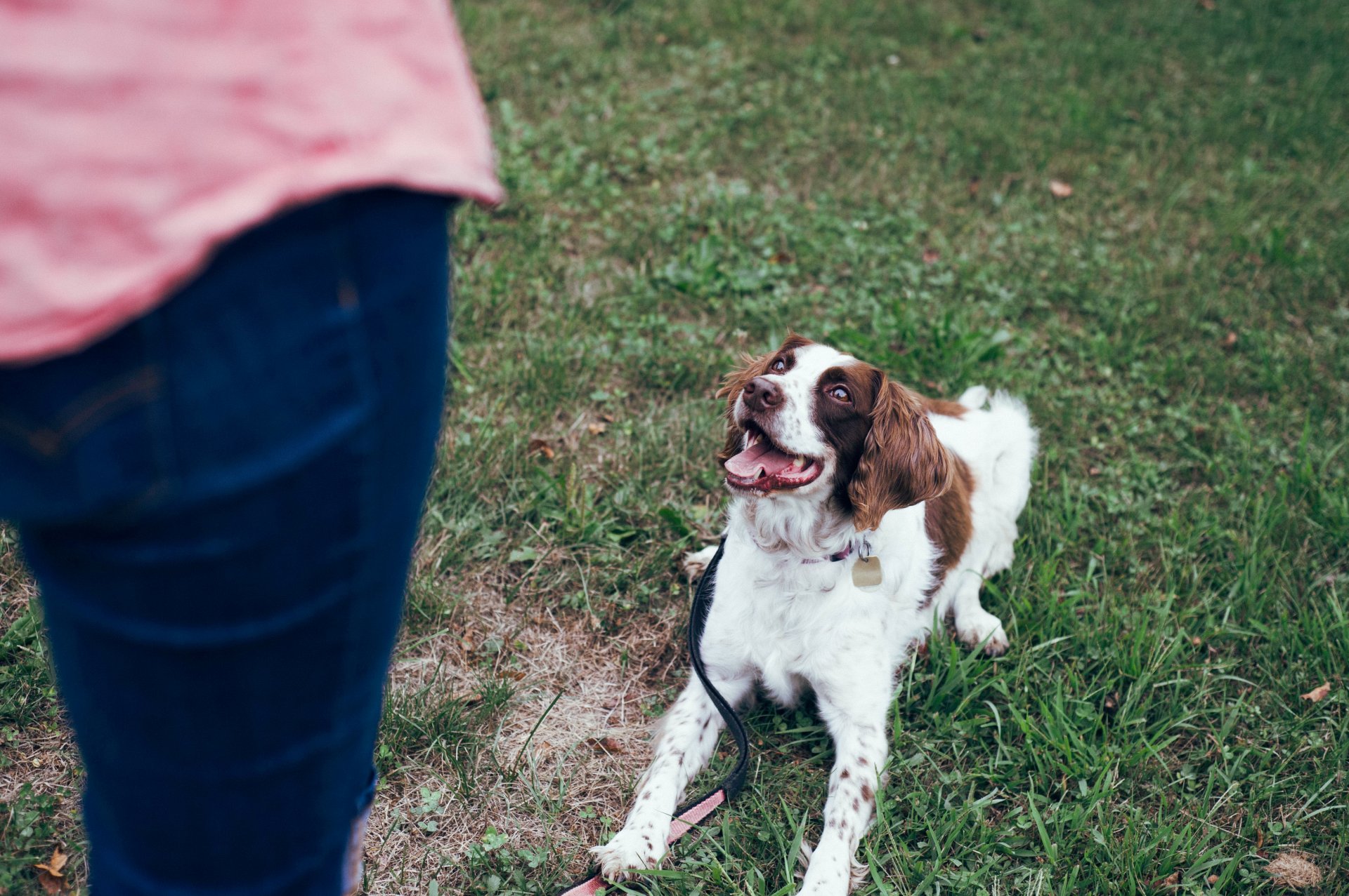 dog humping causes